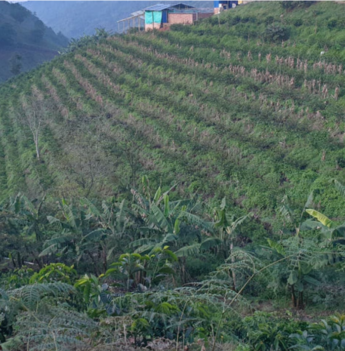 Paisaje del lote